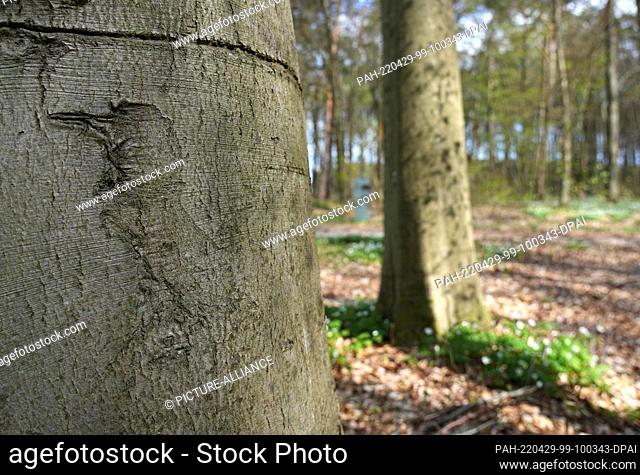 27 April 2022, Brandenburg, Wittstock/Dosse: The stylized figure of a bird is carved into the bark of a tree on the grounds of the Below Forest Memorial