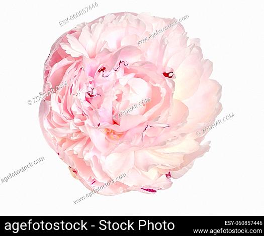 Gentle pink with creamy peony flower with fluffy, frilly petals close up, isolated on white background. Romantic floral pattern