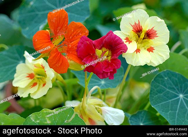 Nasturtium 'Whirlybird Tangerine', 'Strawberry Ice', 'Rambling Rose' (Tropaeolum majus)