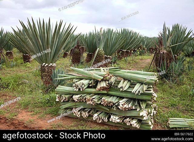 Sisal (Agave sisalana) harvest, cut leaves in plantation, near Berenty, Madagascar, Africa
