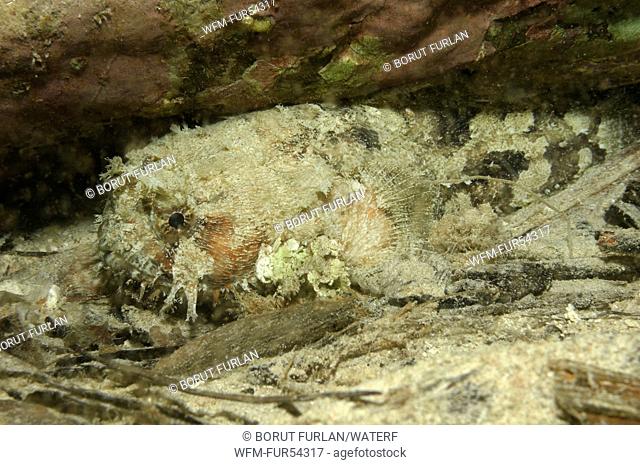Banded Toadfish, Halophyme diemensis, Waigeo, Raja Ampat, West Papua, Indonesia