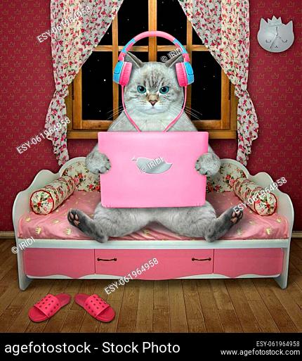 An ashen cat in earphones sits and works with a pink laptop in a sofa near a window at home