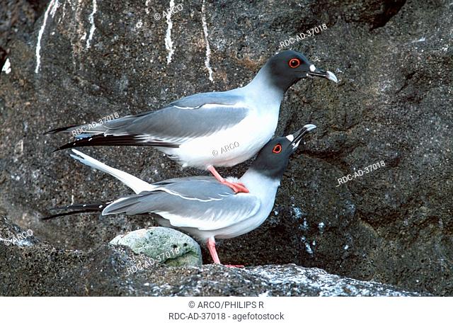 Swallow-tailed Gulls, pair, mating, Galapagos Islands, Ecuador, Creagrus furcatus, side