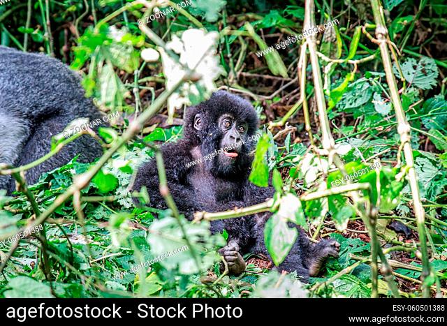 Baby Mountain gorilla sitting in leaves in the Virunga National Park, Democratic Republic Of Congo
