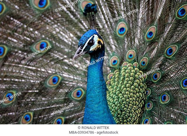 Peacock, male, portrait