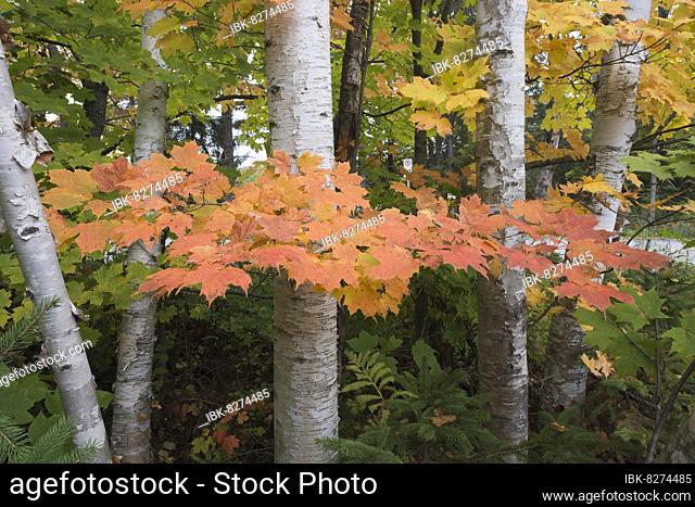 Kanadischer Ahorn (Acer saccharum) und Birkenstämme (Betula papyrifera), Gatineau Nationalpark, Kanada