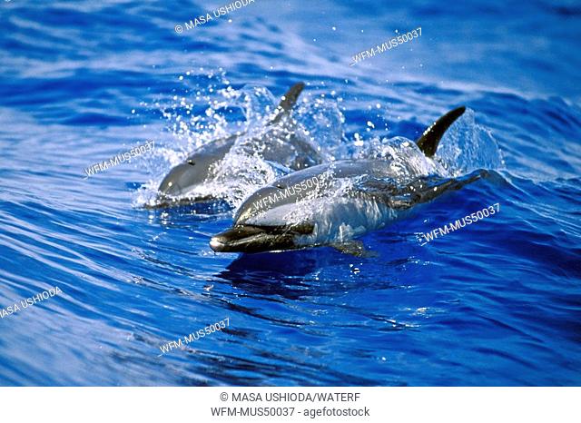 pantropical spotted dolphin calf wake-riding, Stenella attenuata, Kona, Big Island, Pacific Ocean, Hawaii, USA