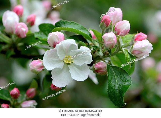 Apple blossom (Malus domesticus)