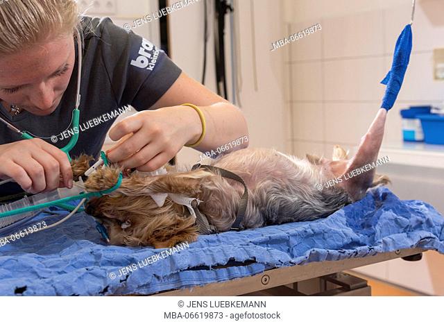Dog at the veterinarian, intubated, operation in the hind leg, assistant, preparation