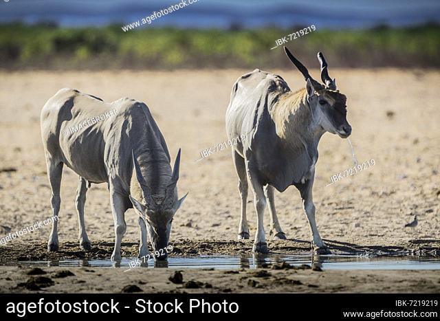 Common eland (Taurotragus oryx), two males drinking at a waterhole, Etosha National Park, Namibia, Africa