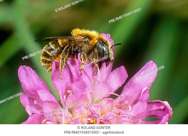 Mason bee, Osmia aurulenta, female / Rote Schneckenhaus-Mauerbiene, Osmia aurulenta, Weibchen