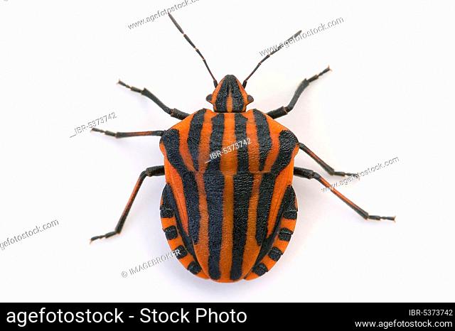 Striped shield bug, striped bug (Graphosoma lineatum)