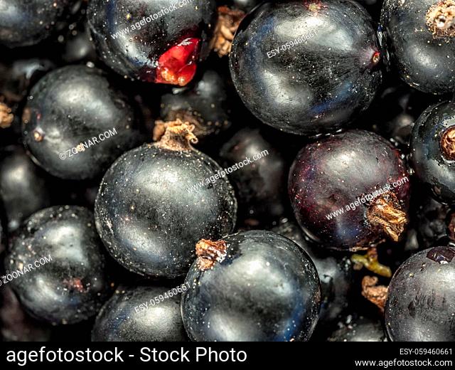 Background of fresh and juicy black currant shot from above
