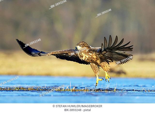 White-tailed Eagle or Sea Eagle (Haliaeetus albicilla), taking off, Poland