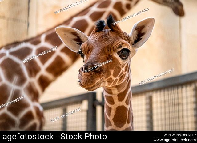 Newborn giraffe calf born on Remembrance Day named after WW1 poet Wilfred Owen  ZSL Whipsnade Zoo has shared adorable behind-the-scenes pics of its towering new...