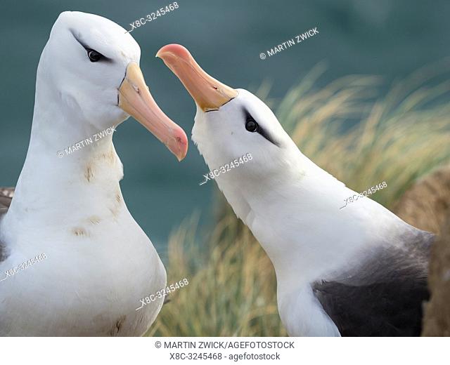 Black-browed albatross or black-browed mollymawk (Thalassarche melanophris), typical courtship and greeting behaviour. South America, Falkland Islands, January