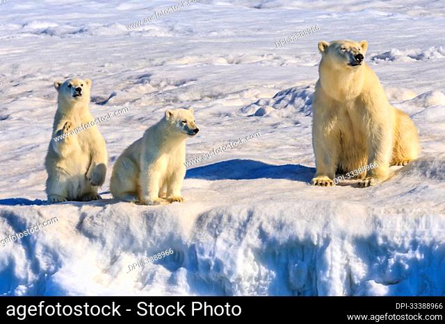 Polar bear mother and cubs (Ursus maritimus) on iceberg, Hinlopen Strait; Svalbard, Norway