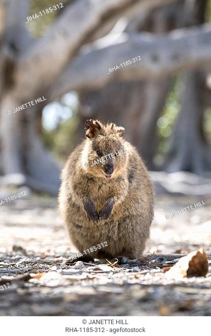 Quokka (Setonix brachyurus), Rottnest Island, Australia, Pacific