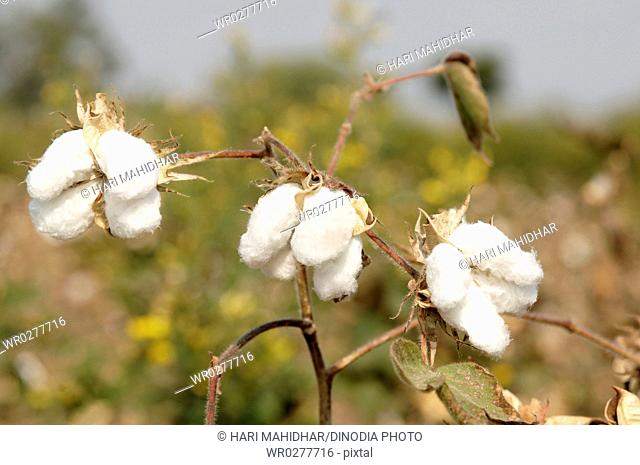 Agriculture , Cotton Bulbs on the plant in Farm , Akola , Maharashtra , India