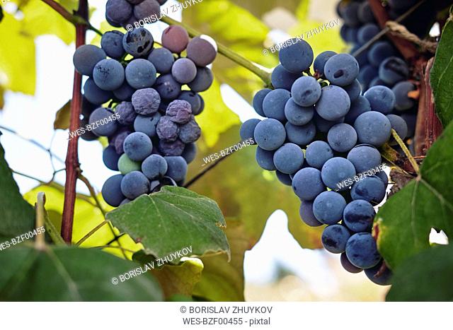 Blue grapes on vine stock