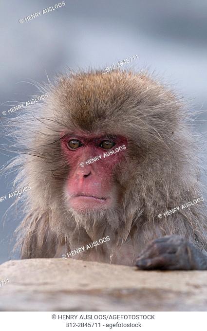 Japanese macaque or snow japanese monkey (Macaca fuscata), portrait, Japan