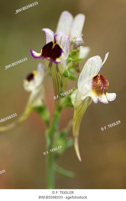 Snapdragon (Linaria aeruginea), flowers
