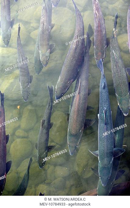 Silver / Coho Salmon (Oncorhynchus kisutch)