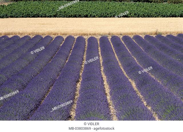 France, Provence, Saignon,  Field landscape, Lavendelfeld,  Wheat field, vineyard, detail  Europe, South France, fields, differently