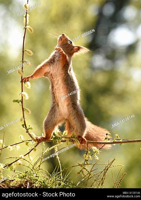 red squirrel is looking up from willow branches