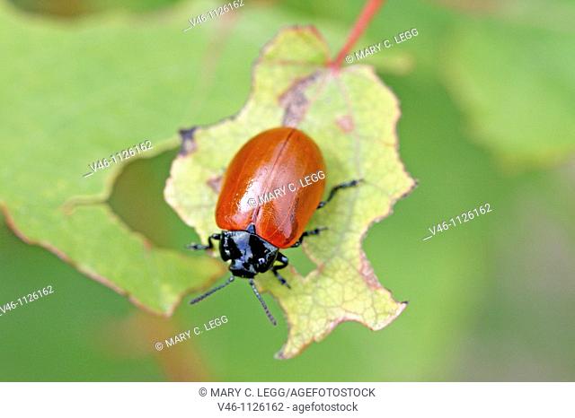 Melasoma populi, an elegant crimson beetle belong to the chrysomelids  It looks very much like a cryptocephalus and masquerades s a no-spot ladybird