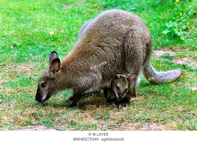 red-necked wallaby, Bennetts Wallaby Macropus rufogriseus, Wallabia rufogrisea, with young animal in meadow