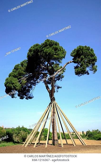 Pi d'en Xandri, Pino piñonero Pinus pinea apuntalado, Collserola, Sant Cugat del Vallès, Provincia de Barcelona, Catalunya, España