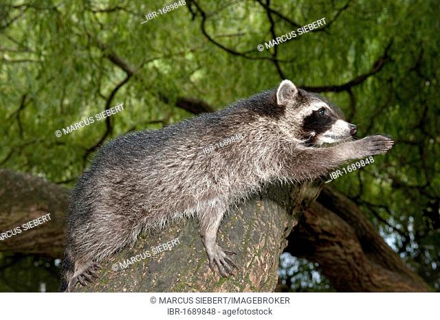 Raccoon (Procyon lotor), Bergpark Wilhelmshoehe mountain park, Kassel, North Hesse, Germany, Europe