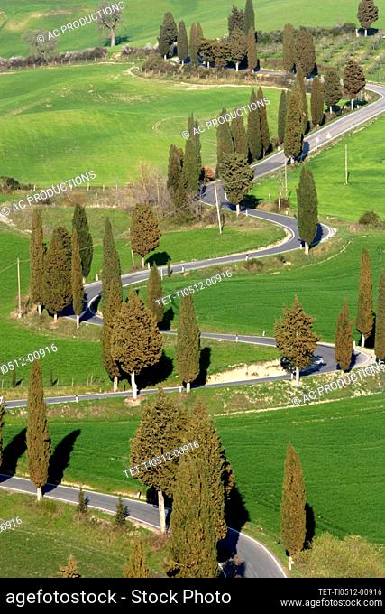 Italy, Tuscany, Val D'Orcia, Pienza, Cypresses along winding road on green hill