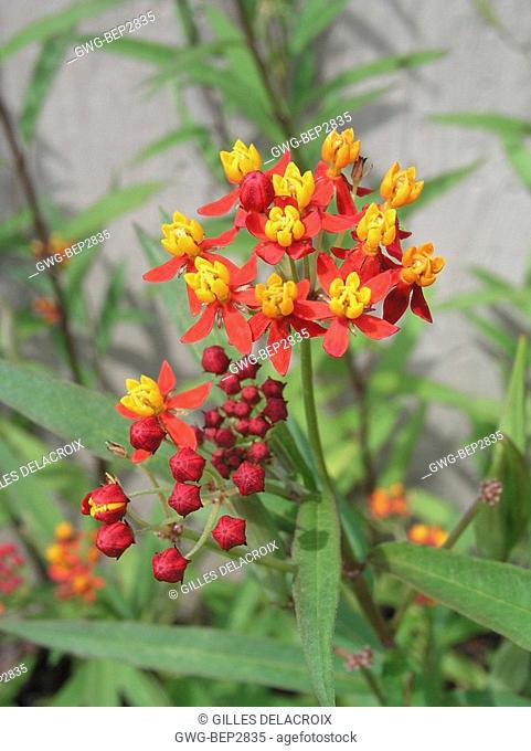 ASCLEPIAS CURASSAVICA RED BUTTERFLY SILKWEED