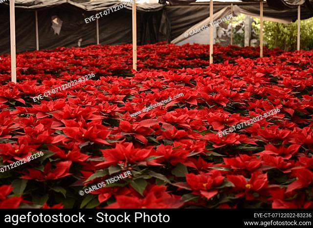 December 7, 2022, Mexico City, Mexico: Poinsettia flowers are seen at greenhouse 'Vivero Nochebuena'  in the town of Xochimilco, Mrs