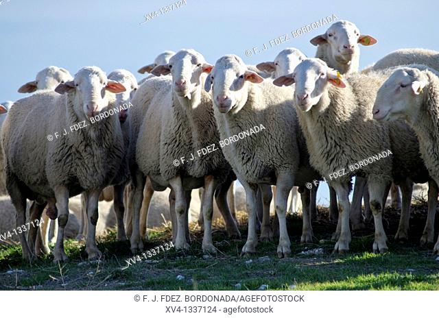 Flock of Sheep standing in pasture  Monegros  Aragon  Spain