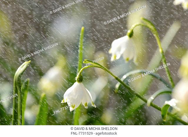 Spring Snowflakes (Leucojum vernum) in rain, close-up