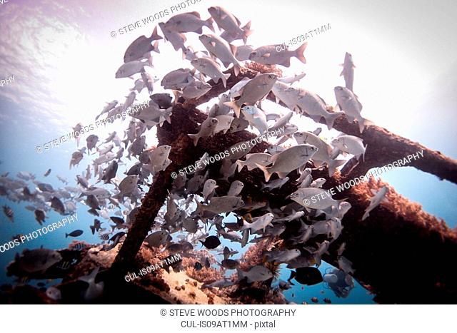 Underwater view of school of lowfin drummers (kyphosus vaigiensis) swimming around wreckage, Lombok, Indonesia