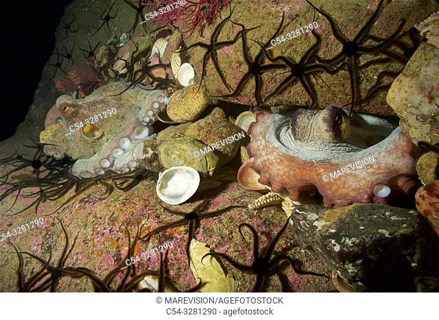 Courtship of common Octopus (Octopus vulgaris). Eastern Atlantic. Galicia. Spain. Europe