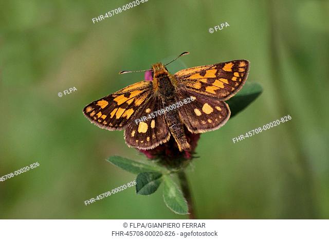 Chequered Skipper Carterocephalus palaemon adult male, feeding on Red Clover Trifolium pratense flower, Italian Alps, Italy, may