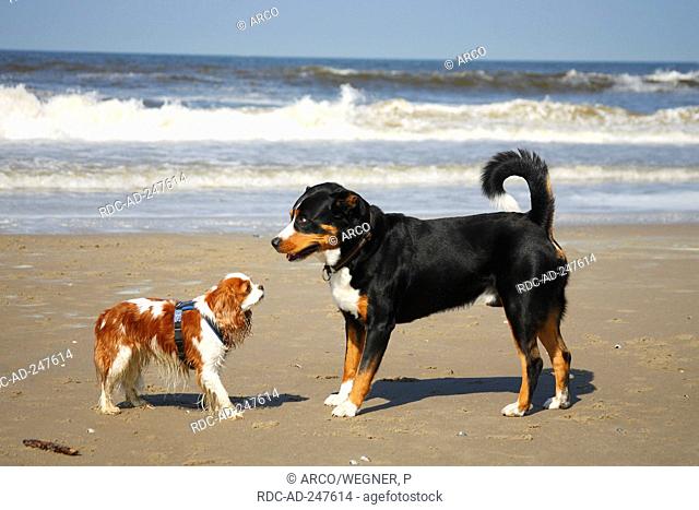 Cavalier King Charles Spaniel blenheim and Appenzell Mountain Dog side
