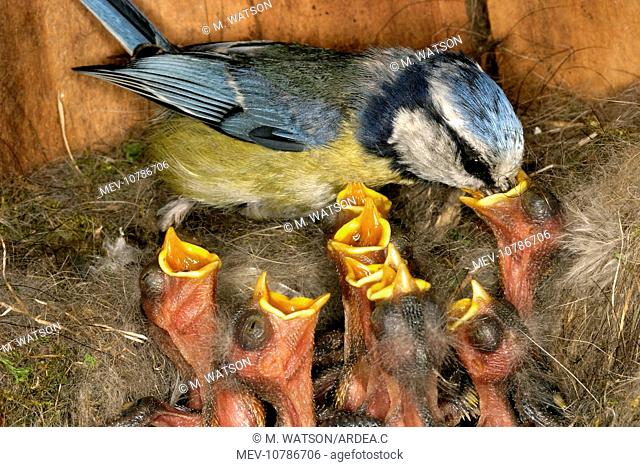 Blue Tit - feeding chicks at nest (Cyanistes caeruleus)
