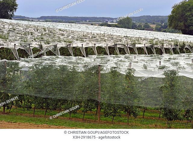 apple orchard protected by net, near Bourges, Cher department, Centre-Val-de-Loire region, France, Europe