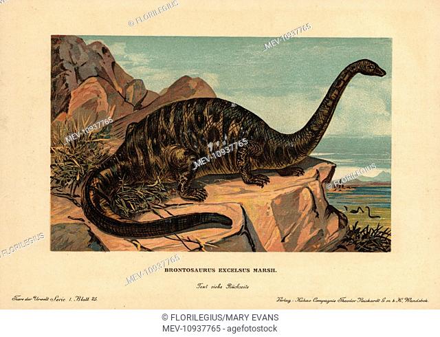 Apatosaurus excelsus, extinct genus of sauropod dinosaur from the Jurassic. . Colour printed (chromolithograph) illustration by F