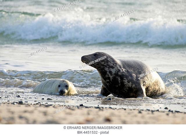 Grey seal (Halichoerus grypus), with pup in water, Heligoland, Schleswig-Holstein, Germany
