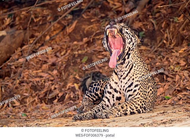 South America, Brasilia, Mato Grosso do Sul, Pantanal, Jaguar, Panthera onca, yawning
