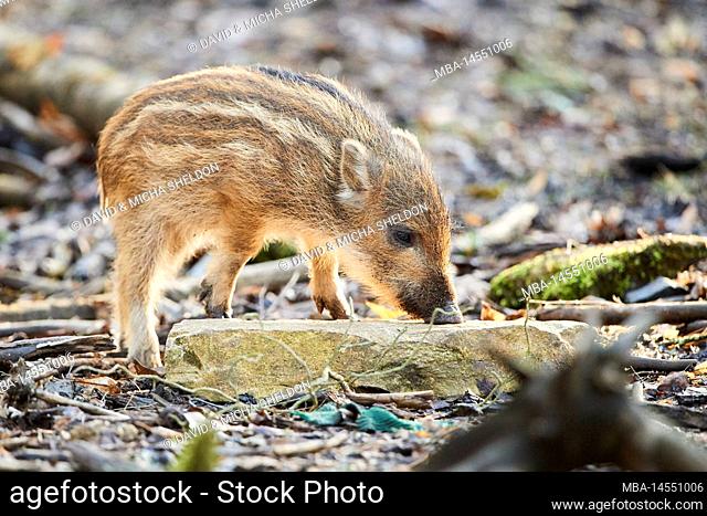 Wild boar (Sus scrofa) in a forest, fresh, Bavaria, Germany, Europe