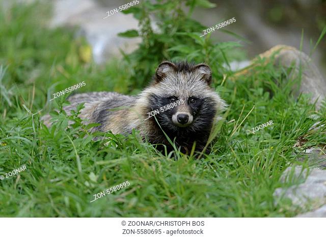 Marderhund, Nyctereutes procyonoides, European Raccoon Dog
