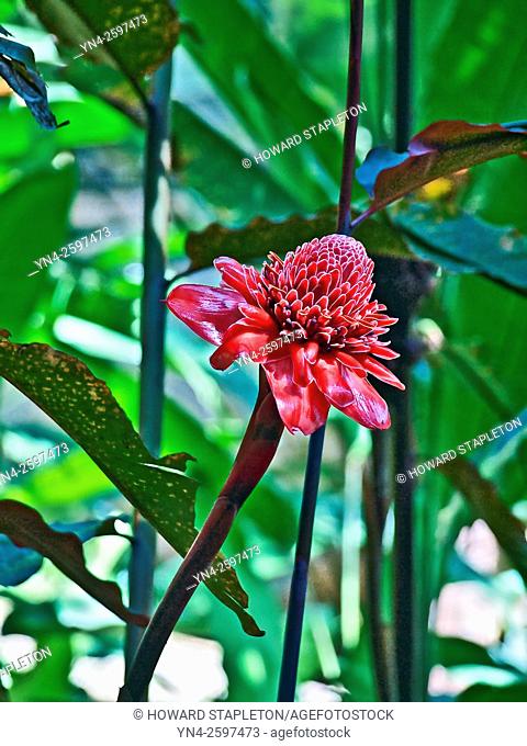 Torch Ginger, Red Ginger lily or simply Red Ginger, a common flower in Costa Rica. Etlingera elatior